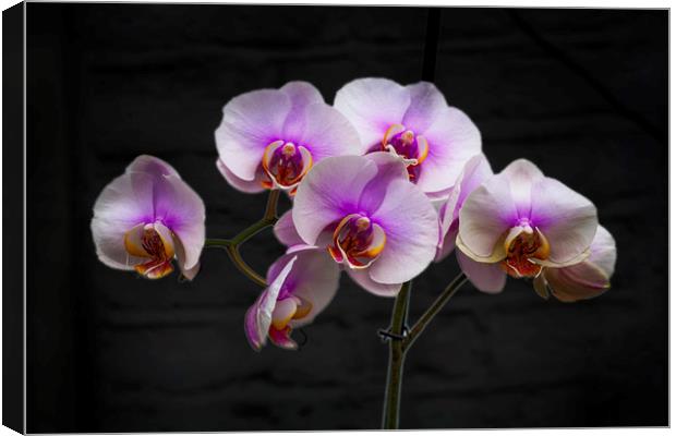Stunning Pink Orchids Canvas Print by David French