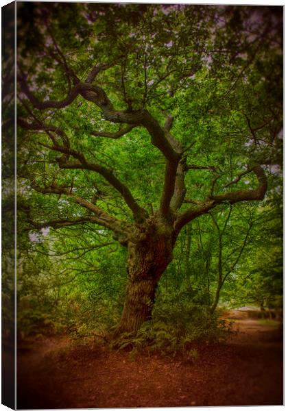 Epping Forest Walk Canvas Print by David French