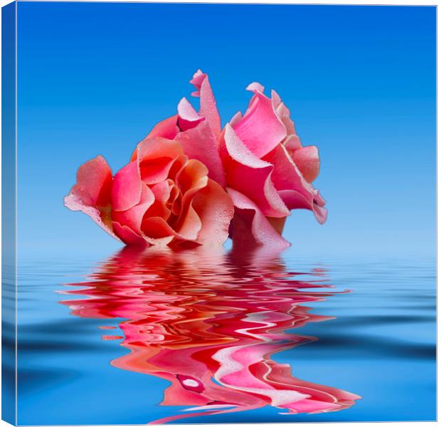 Pink Rose sea plale blue Canvas Print by David French