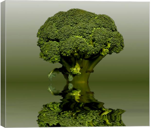 Broccoli Green Veg Canvas Print by David French
