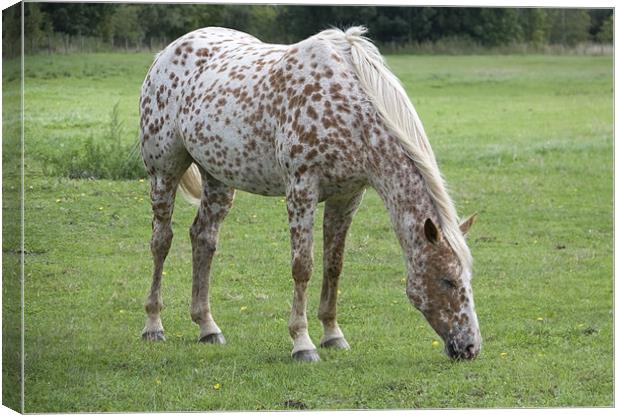 Appaloosa breed horse grazing Canvas Print by David French