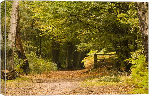 Epping Forest Canvas Print by David French