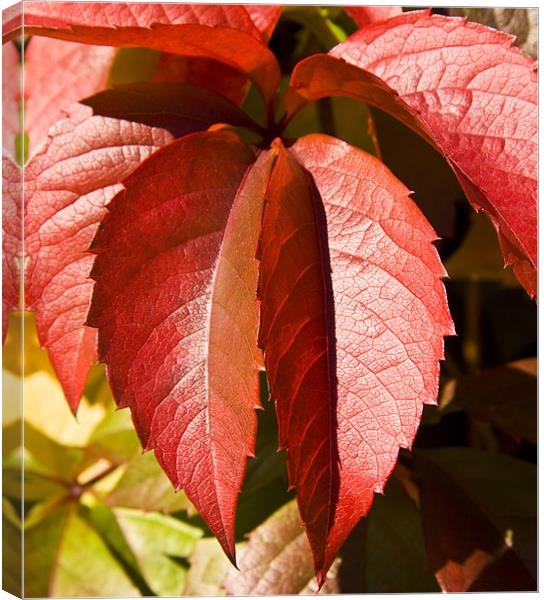 Hanging leaves, Virginia creeper Canvas Print by David French