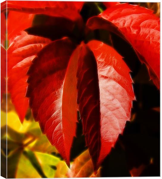 Hanging leaves, Virginia creeper  leaves Canvas Print by David French