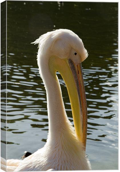 Pelican brief Canvas Print by David French