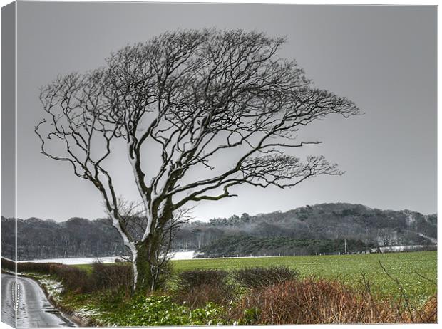 Winter Snow north Norfolk Canvas Print by David French