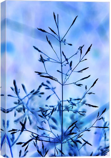 Grass digital art tinted blue Canvas Print by David French