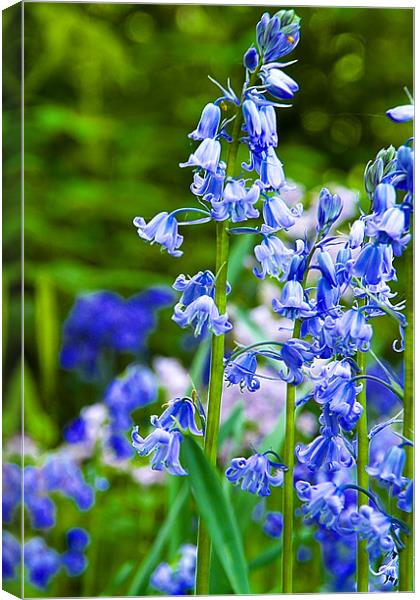 Bluebells Canvas Print by David French