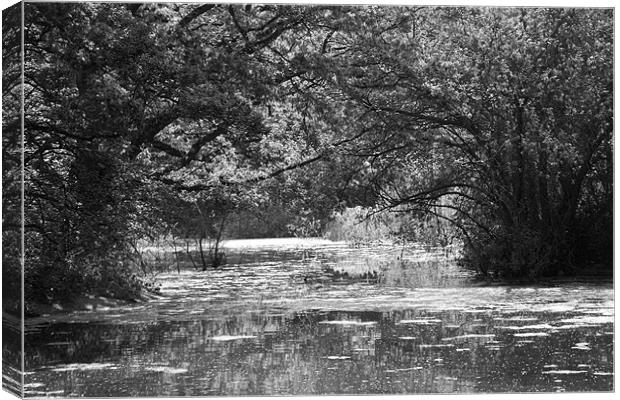Wanstead Park bw Canvas Print by David French