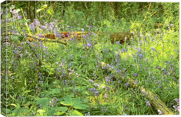 Bluebells Belhus Woods Canvas Print by David French