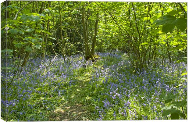 Bluebells Belhus Woods Canvas Print by David French