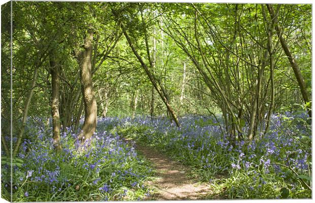 Bluebells Belhus Woods Canvas Print by David French