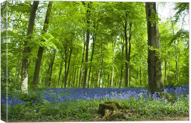 Bluebells at Westwoods Canvas Print by David French