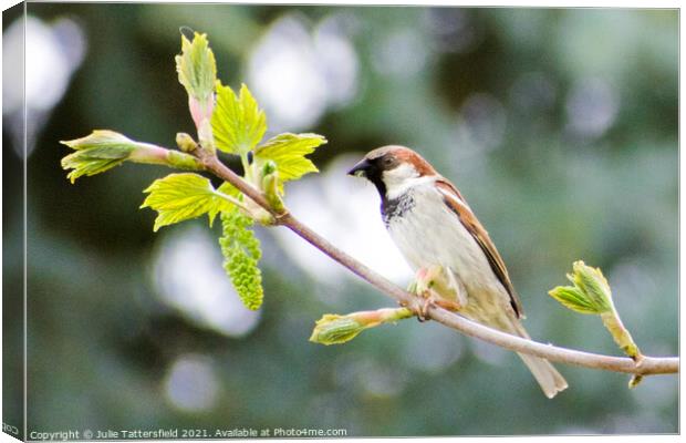 Sparrow enjoying some lunch Canvas Print by Julie Tattersfield