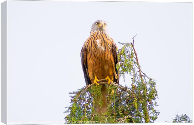 Red Kite perched on the top of a tree Canvas Print by Julie Tattersfield
