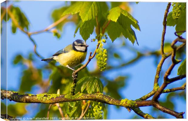 Blue Tit perched ready for its next meal  Canvas Print by Julie Tattersfield