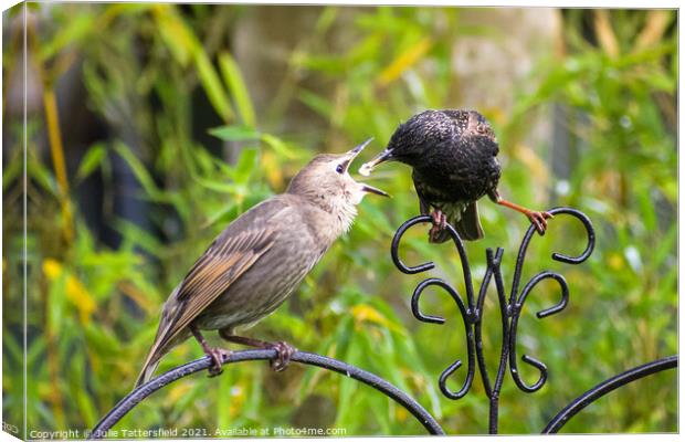 Starling feeding its  fledgling Canvas Print by Julie Tattersfield