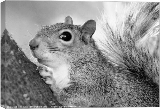 A monochrome photo of this busy squirrel Canvas Print by Julie Tattersfield