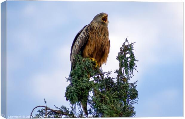 A Red Kite perched on a tree branch Canvas Print by Julie Tattersfield