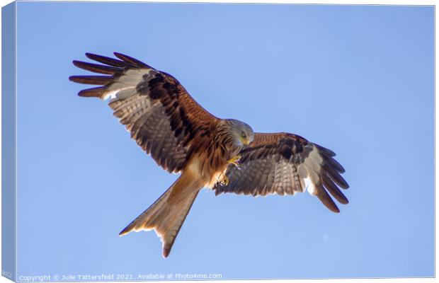 Red Kite checking out its claws! Canvas Print by Julie Tattersfield
