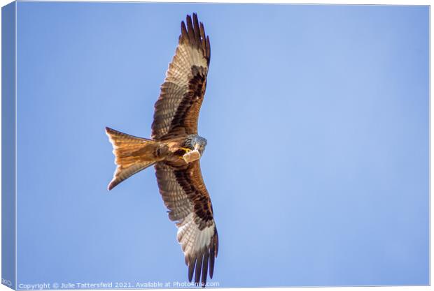 A Red Kite snacking mid-flight   Canvas Print by Julie Tattersfield