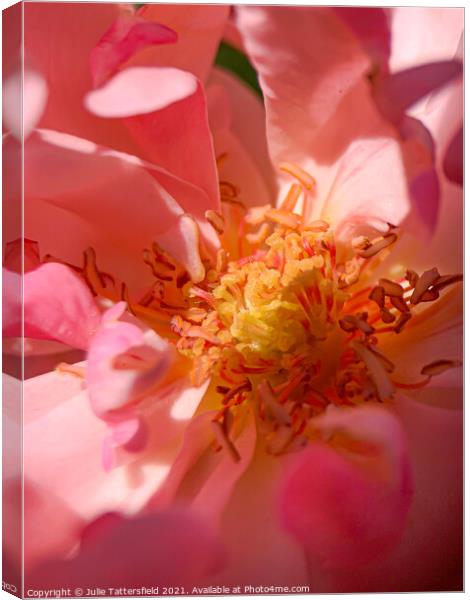 The beauty within the Rose Canvas Print by Julie Tattersfield