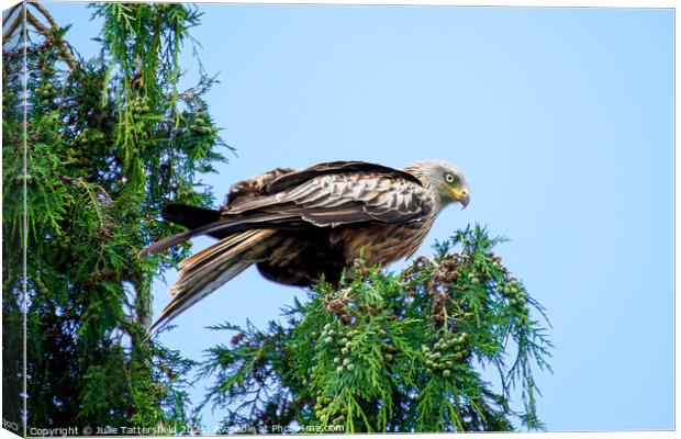 Red Kite perched on tree Canvas Print by Julie Tattersfield