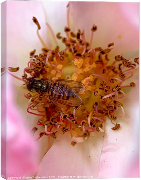 Syrphid Hoverfly pollenating a delicate pink rose Canvas Print by Julie Tattersfield