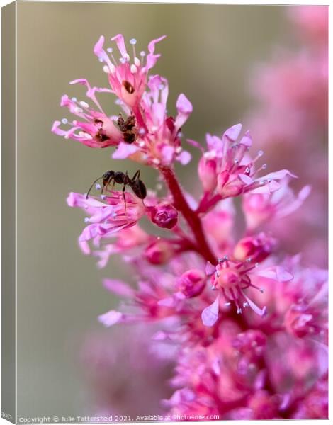 Beautiful pink Astible plant Canvas Print by Julie Tattersfield