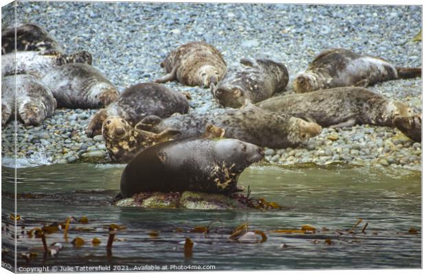 Seal-ed with a smile Canvas Print by Julie Tattersfield