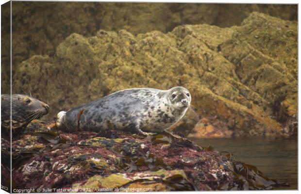 Atlantic Grey Seal chilling out! Canvas Print by Julie Tattersfield
