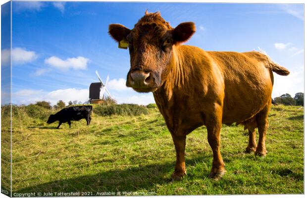 Brown cow saying hello in front of Brill Windmill Canvas Print by Julie Tattersfield