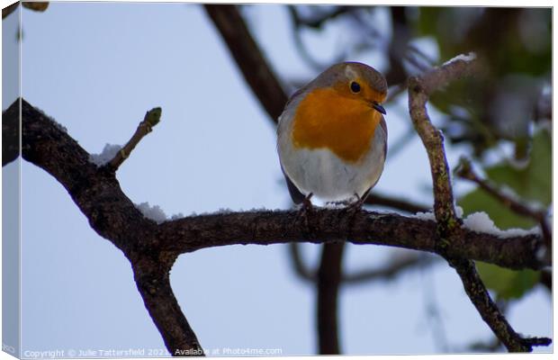 Robin perched in the snow Canvas Print by Julie Tattersfield