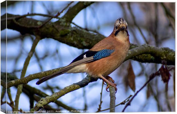 Jay bird in the trees Canvas Print by Julie Tattersfield