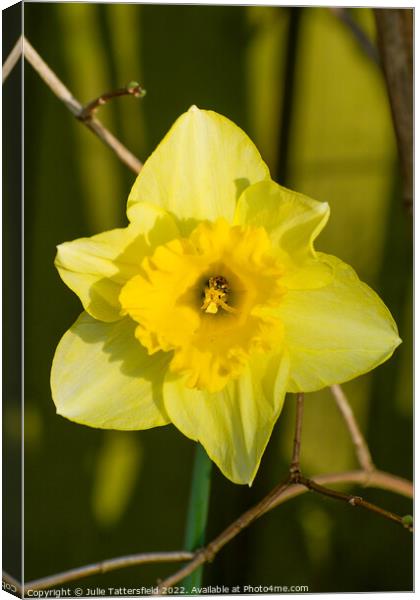 Daffodil home to the ladybird Canvas Print by Julie Tattersfield