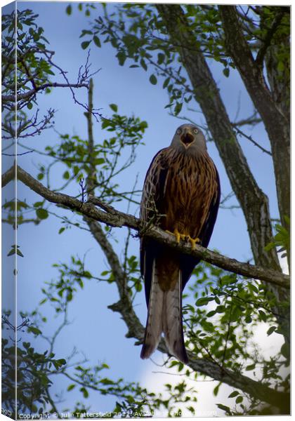 Red Kite Canvas Print by Julie Tattersfield