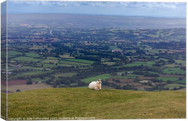 Sheep’s eye view Canvas Print by Julie Tattersfield