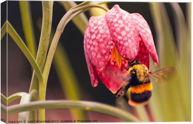 bumble bee's pollen lunch Canvas Print by Julie Tattersfield