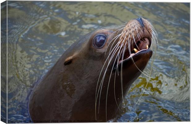 Waiting for the catch! Canvas Print by Julie Tattersfield