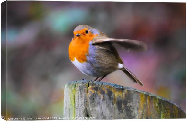 Robin about to fly!  Canvas Print by Julie Tattersfield