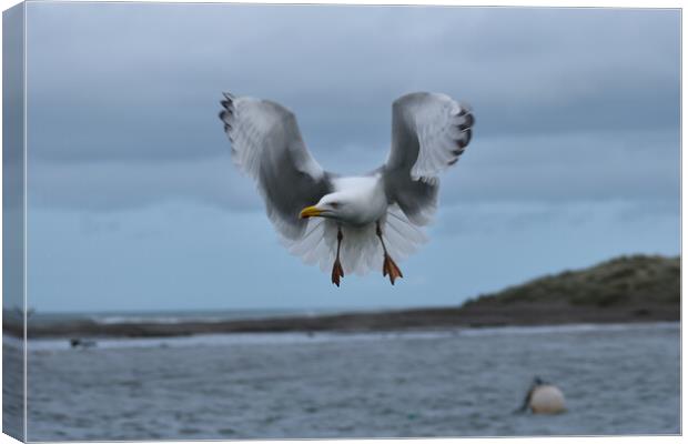 Seagull beauty Canvas Print by Julie Tattersfield