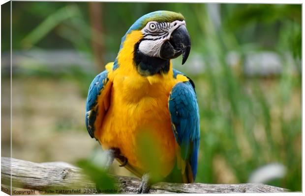 Macaw parrot sitting on a branch  Canvas Print by Julie Tattersfield