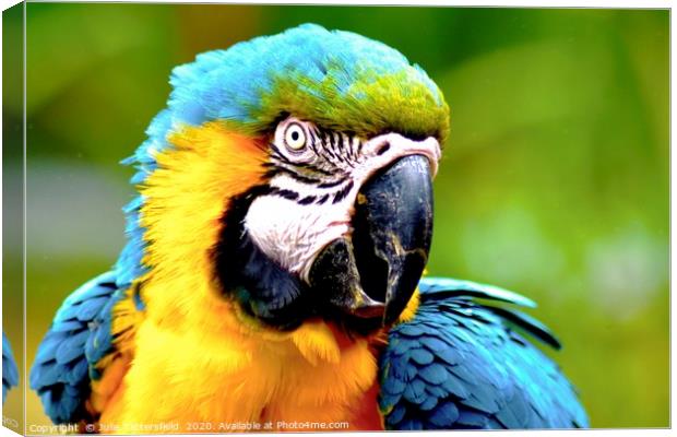 vibrant macaw parrot Canvas Print by Julie Tattersfield