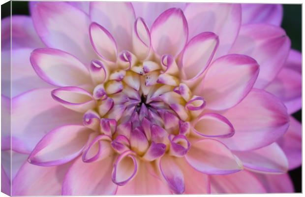 Flower begins to bloom to reveal its true beauty Canvas Print by Julie Tattersfield