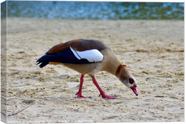 An Egyptian goose on a sandy beach Canvas Print by Julie Tattersfield