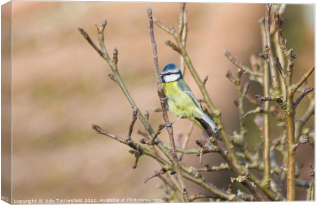 A small blue tit bird perched on a tree branch Canvas Print by Julie Tattersfield