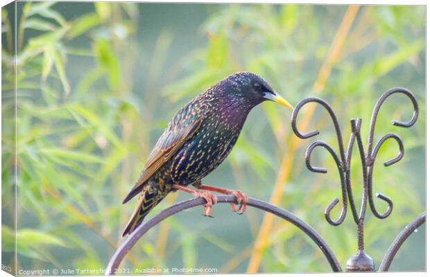 Starling bird perched showing its true colours Canvas Print by Julie Tattersfield
