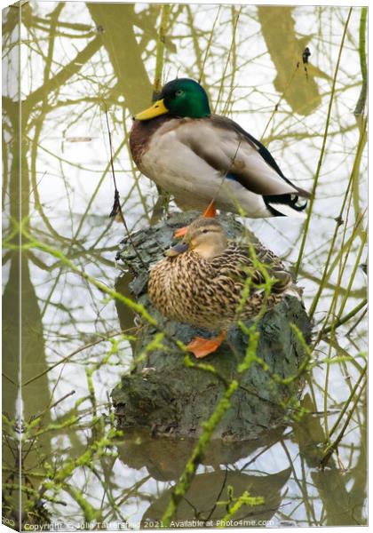 male and female mallard ducks cosy on a log Canvas Print by Julie Tattersfield