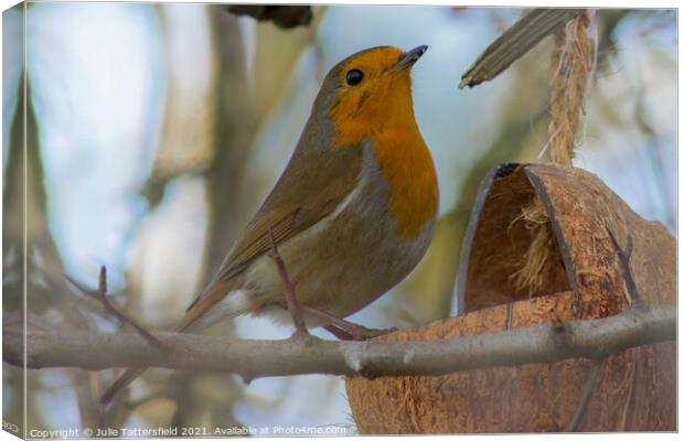 lunch time for this elegant Robin Canvas Print by Julie Tattersfield