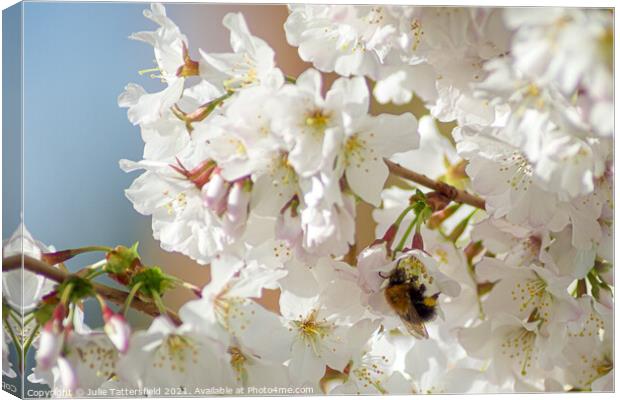 Bee enjoying the pollen from the spring blossom  Canvas Print by Julie Tattersfield